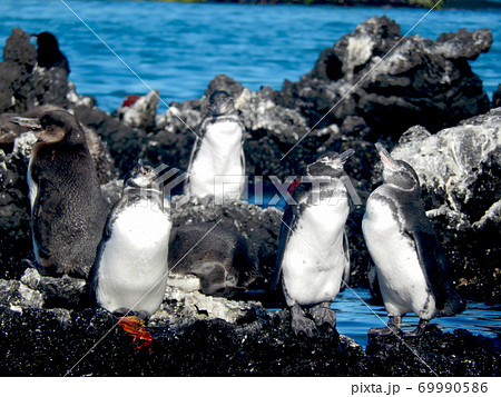 ガラパゴスペンギン ガラパゴスペンギン 69990586