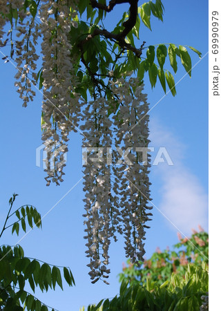 あしかがフラワーパークの藤の花 69990979