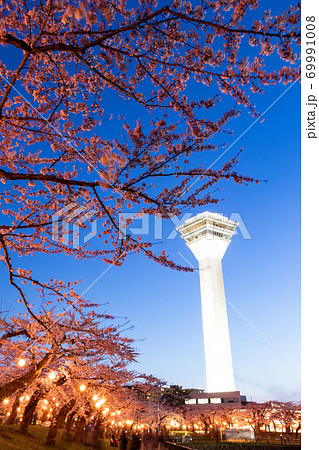 【縦構図】五稜郭公園の夜桜、五稜郭タワーも入れて　函館市五稜郭公園にて 69991008