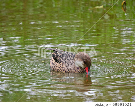 ガラパゴスホウジロオナガガモ ガラパゴスホウジロオナガガモ 69991021