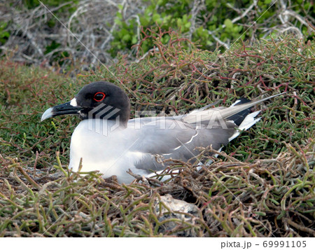 アカメカモメ 69991105