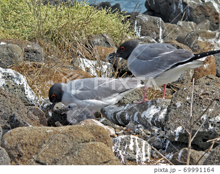 アカメカモメ アカメカモメ 69991164