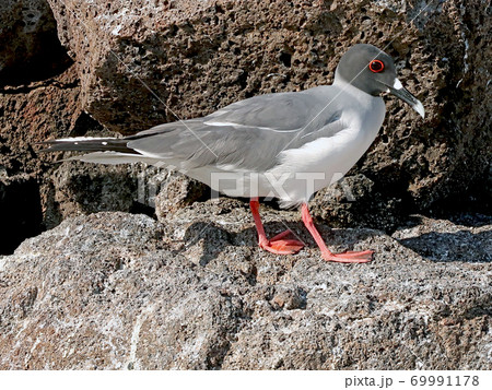 アカメカモメ 69991178