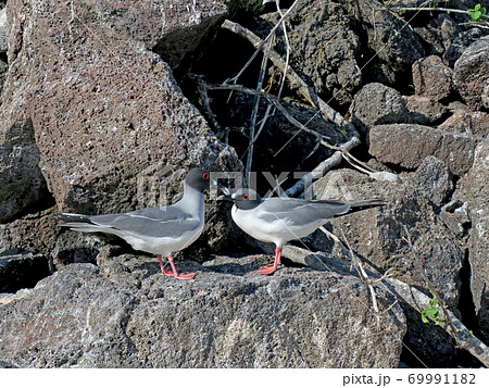 アカメカモメ 69991182