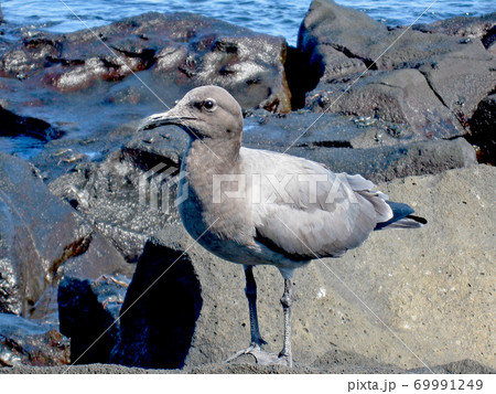 ヨウガンカモメ 69991249