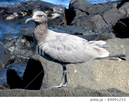 ヨウガンカモメ 69991253