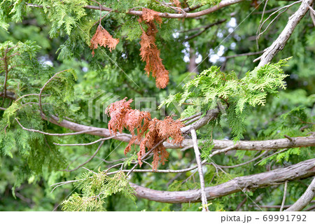 ヒノキの葉の入れ替え 69991792