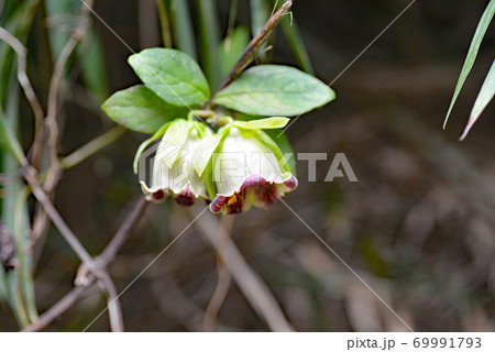 ツルニンジン 69991793