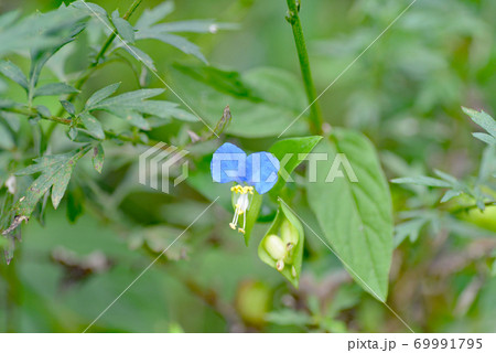 ツユクサの花と果実 69991795