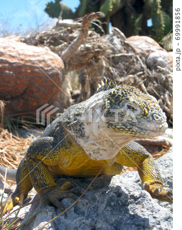ガラパゴスリクイグアナ ガラパゴスリクイグアナ 69991856