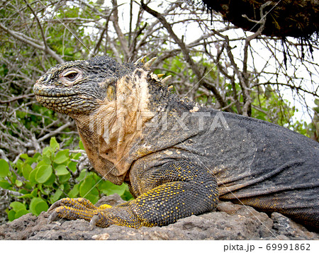 ガラパゴスリクイグアナ ガラパゴスリクイグアナ 69991862