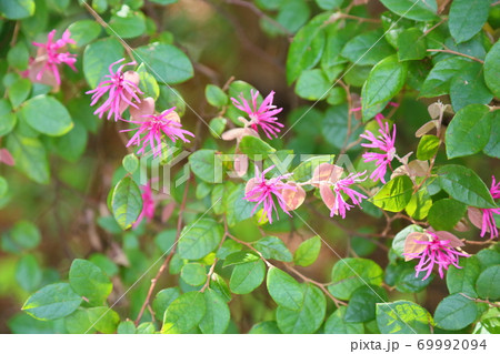 ベニバナトキワマンサクの花 69992094