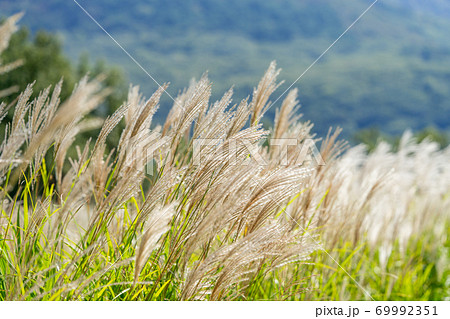 風にたなびく秋のすすき 69992351