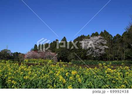 吉高の大桜 吉高の大桜 69992438