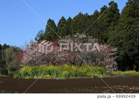 吉高の大桜 69992439