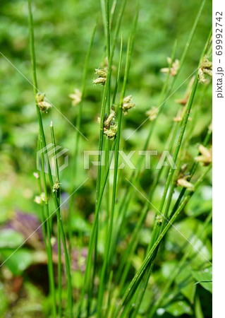 1521 イ 1521 イ 69992742