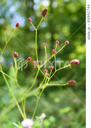 1519　ワレモコウ 69992744