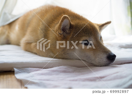 室内でくつろぐ柴犬 69992897