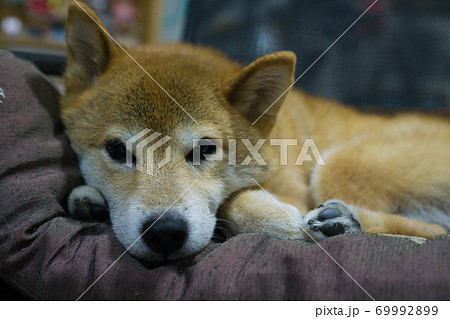 室内でくつろぐ柴犬 室内でくつろぐ柴犬 69992899