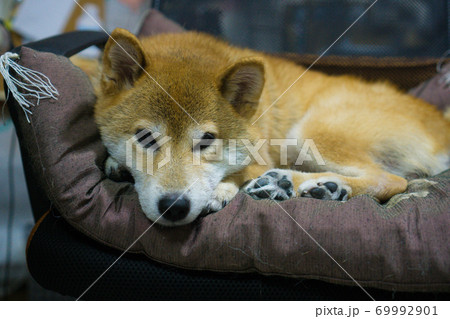 室内でくつろぐ柴犬 室内でくつろぐ柴犬 69992901