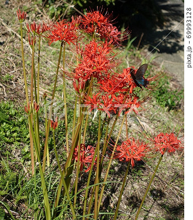 彼岸花 曼殊沙華 の定点観察2 6 アゲハ蝶の写真素材