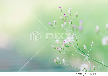 Meadow flowers, beautiful morning in soft warm light landscape nature background. 69993689