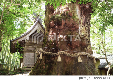 大杵社の御神木 69993813