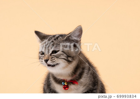 Portrait of Cute young cat Scottish breed on Beige background 69993834
