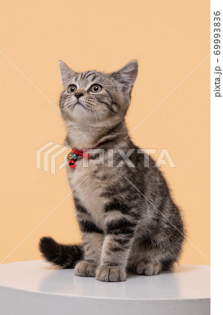Portrait of Cute young cat Scottish breed on Beige background 69993836