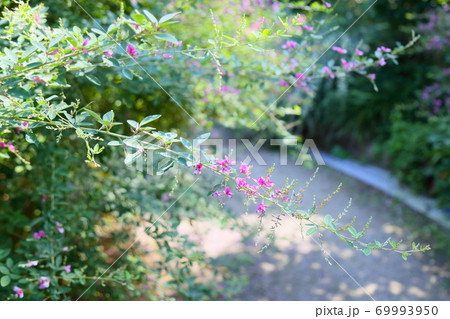 ハギの花 69993950