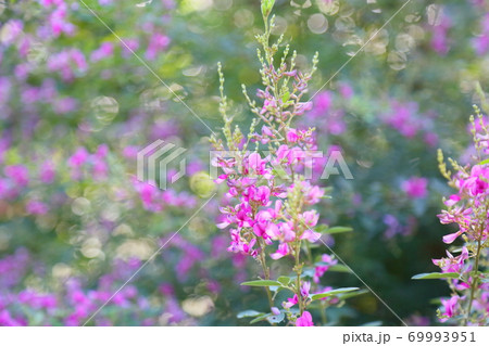 ハギの花 ハギの花 69993951