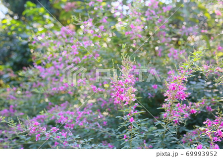 ハギの花 ハギの花 69993952