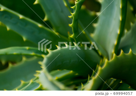とげのある植物の写真素材