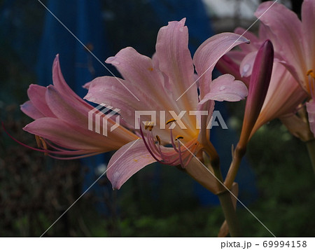 リコリス リコリス 69994158