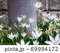 自生する白いクロッカス 69994172