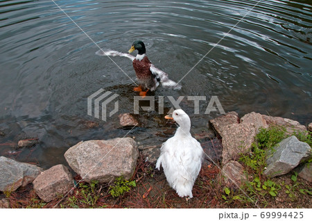 アヒルの羽ばたき アヒルの羽ばたき 69994425