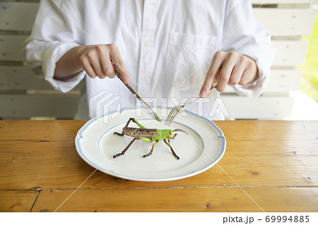 昆虫食のイメージ 69994885