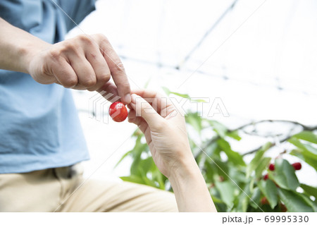 サクランボ狩りするカップルの手元 69995330