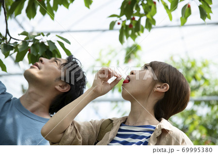 サクランボ狩りするカップル 69995380