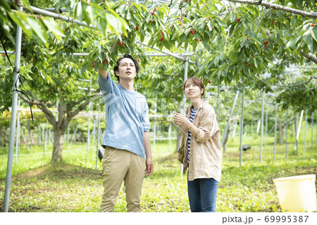 サクランボ狩りするカップル 69995387