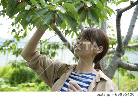 サクランボ狩りする若い女性 69995400
