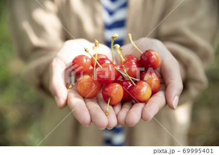 サクランボを持つ若い女性の手元 69995401