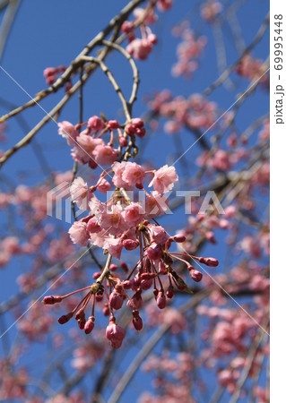 春の高遠の桜 69995448