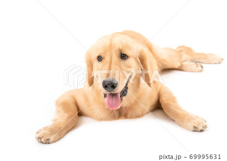 Portrait 7 months brown dog (Golden Retriever) isolated on white background 69995631