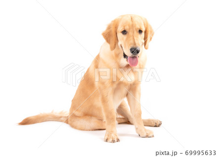 Portrait 7 months brown dog (Golden Retriever) isolated on white background 69995633