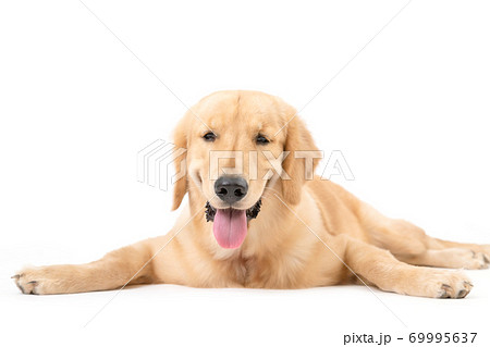 Portrait 7 months brown dog (Golden Retriever) isolated on white background Portrait 7 months brown dog (Golden Retriever) isolated on white background 69995637