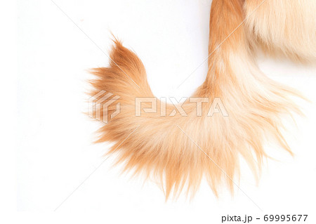 Brown dog tail (Golden Retriever) isolated on white background. Top view with copy space for text or design Brown dog tail (Golden Retriever) isolated on white background. Top view with copy space for text or design 69995677