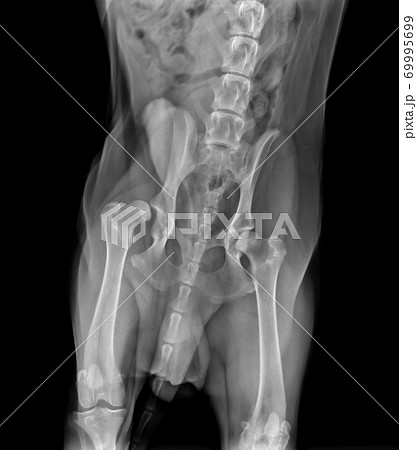 X-Rays film body of dog injury on the right 69995699