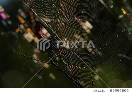 小枝に張るクモの巣 69996606