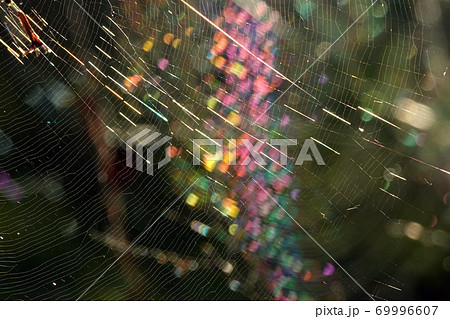 虹色に光るクモの糸 69996607